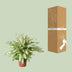 Dieffenbachia Vesuvius - XL Zimmerpflanze Ø27cm - ↕80cm Bild 4
