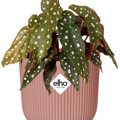 Begonia Maculata + ELHO Vibes Fold 14cm rose