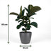 Green boutiQ Gummibaum Ficus Elastica Cloe - Grün, Topf 19cm, H 65cm Bild 3