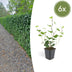 6x Irish Ivy 'Hedera hibernica' - 10-25cm tall Bild 1