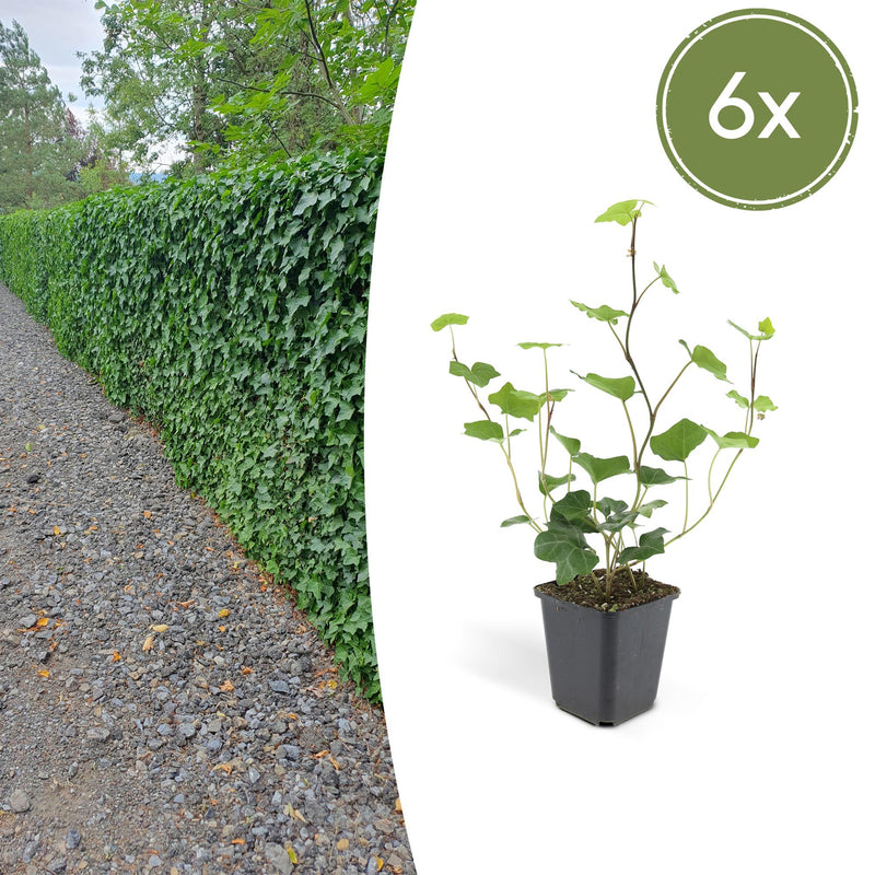 6x Irish Ivy 'Hedera hibernica' - 10-25cm tall