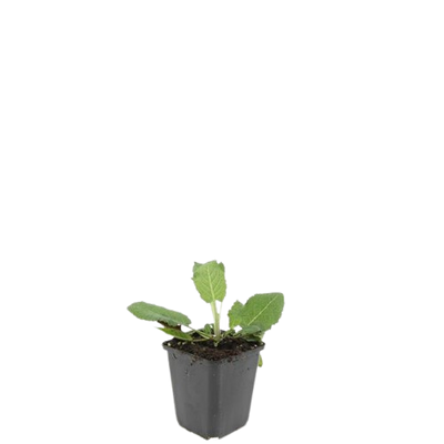 48x Salvia nem. 'Mainacht' Blaue Blütenähren, 10-25cm, Ø9cm Topf