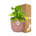 Philodendron Scandens Brasil, 14cm Topf Elho Vibes rosa Bild 4