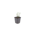 48x Germander (Teucrium lucidrys), 10-25cm, 9cm pot Bild 2