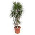Dracaena Marginata branched - 220 cm - Ø40 cm - Exotic Houseplant Bild 1