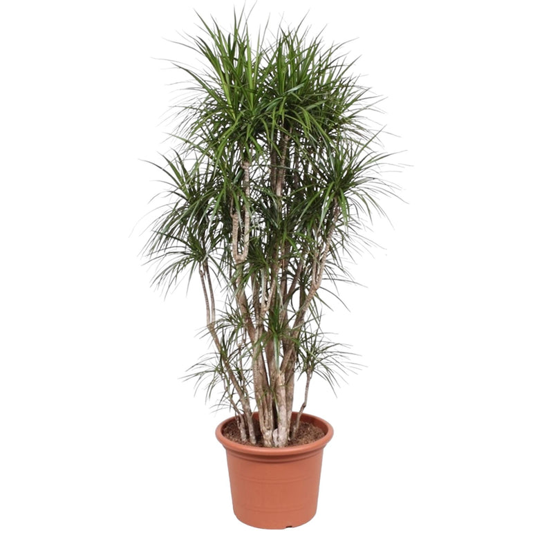 Dracaena Marginata branched - 220 cm - Ø40 cm - Exotic Houseplant
