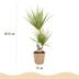 Dracaena Sunray Zimmerpflanze im Korb - 70-75cm, Topf 17cm Bild 3