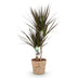 Dracaena Magenta: Low Maintenance, with Basket, Pot 17cm, 70-80cm Bild 2