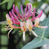 Lonicera periclymenum 'Belgica' - Rot-weiße Duft-Geißblatt Pflanze Bild 5