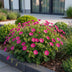Green boutiQ - Stauden - Geranium sang. Max Frei - Storchschnabel - Bodendecker - Rosa - 1 Pflanze - Topf 11cm - Höhe 15-25cm Bild 6