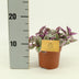 Tradescantia Sweetness 10,5cm - Ø10,5cm - ↕10cm Bild 1