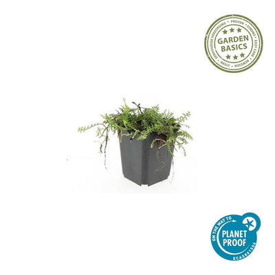 12x Leptinella Squalida Bodendecker - 10-25cm