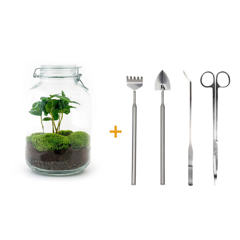 Coffee Arabica Bottle Garden DIY Kit incl. Accessories, 28cm