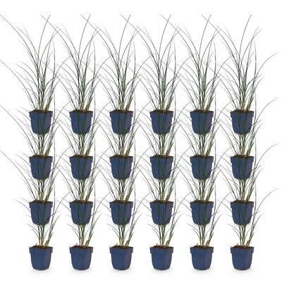 Green boutiQ - Gräser - Miscanthus sin. Gracillimus - Pampasgras - Mit Blüte - Grün - 24 Pflanzen - Topf 11cm - Höhe 15-25cm