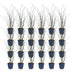 Green boutiQ - Gräser - Miscanthus sin. Gracillimus - Pampasgras - Mit Blüte - Grün - 24 Pflanzen - Topf 11cm - Höhe 15-25cm Bild 2