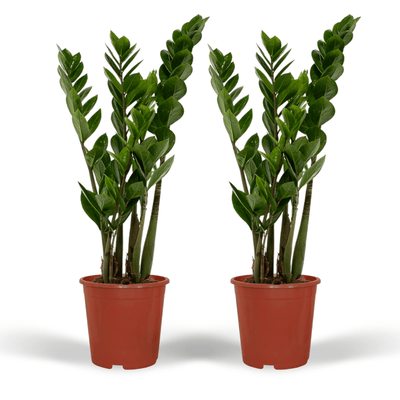 2x Zamioculcas Zamiifolia Smaragdpalme 50cm Ø14