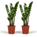 2x Zamioculcas Zamiifolia Smaragdpalme 50cm Ø14 Bild 1