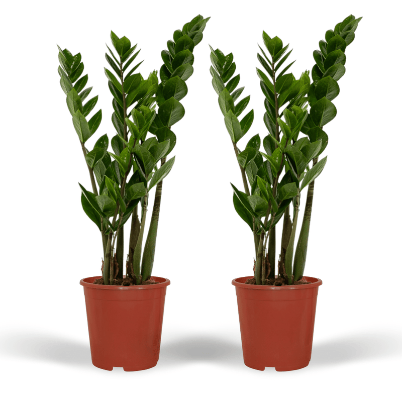 2x Zamioculcas Zamiifolia Smaragdpalme 50cm Ø14