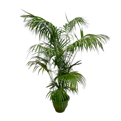 Kentia Palme XXL 260cm - Tropisches Flair für Ihr Zuhause