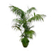 Kentia Palme XXL 260cm - Tropisches Flair für Ihr Zuhause Bild 1