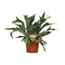 Platycerium Bifurcatum - Ø26cm - ↕80cm - Hirschgeweihfarn Bild 1