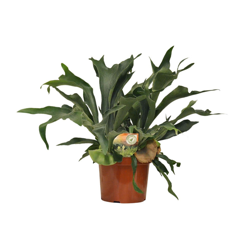 Platycerium Bifurcatum - Ø26cm - ↕80cm - Hirschgeweihfarn