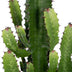 Euphorbia Ingens (Kaktus) Ø24cm, ↕60-80cm – Exotische Deko für Ihr Zuhause Bild 3