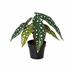 Künstliche Begonia maculata 24cm - Tropisches Flair ohne Pflege Bild 1