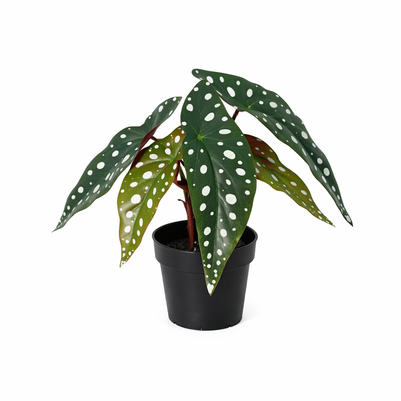 Künstliche Begonia maculata 24cm - Tropisches Flair ohne Pflege