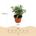 Buddleja 'Little White' - Butterfly Bush, 3 plants in a 12cm pot Bild 3