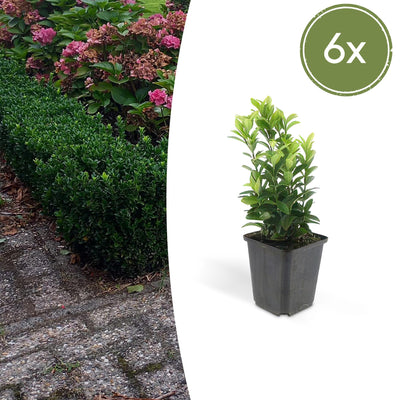 6x Euonymus japonicus 'Green Spire' Heckenpflanze, 10-25cm