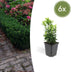 6x Euonymus japonicus 'Green Spire' Heckenpflanze, 10-25cm Bild 1