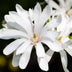 Magnolia stellata Stamm Pflanze - Weiße Blüte, winterhart, 90cm Bild 5