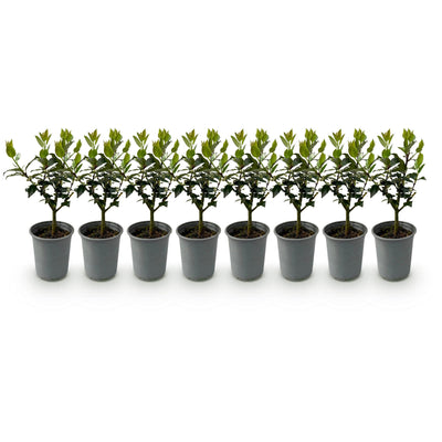 Ilex Blue Maid Heckenpflanzen – 8 Stück für 1m dichte, grüne Hecke