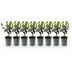 Ilex Blue Maid Heckenpflanzen – 8 Stück für 1m dichte, grüne Hecke Bild 2