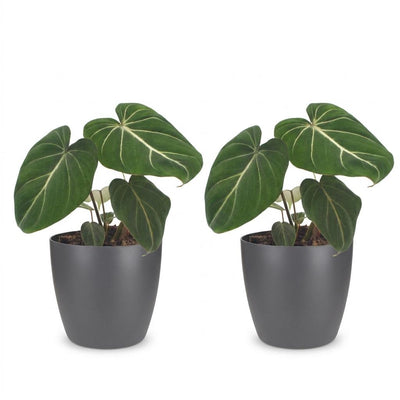 Green boutiQ - Philodendron Gloriosum - Gloriosum Philodendron - 2 Plants - with Grey Pot - Pot 12cm - Height - 25cm