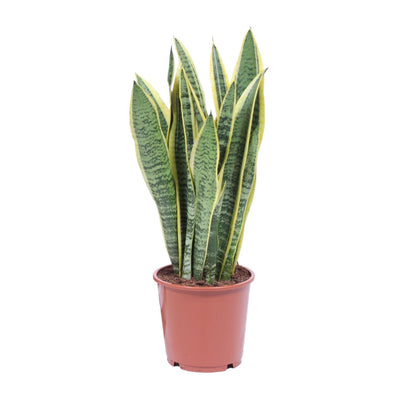 Sansevieria Trifasciata Laurentii - Ø14cm - pflegeleicht, luftreinigend