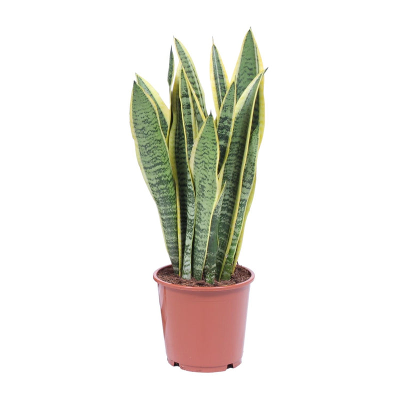 Sansevieria Trifasciata Laurentii - Ø14cm - pflegeleicht, luftreinigend