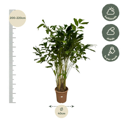 Caryota Mitis Fischschwanzpalme - 250 cm - Ø32cm