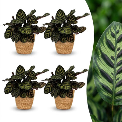 Green boutiQ - Calathea Makoyana - Pfauenpflanze - 4 Pflanzen - mit Korb - Topf 12cm - Höhe - 25cm