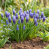 50x Muscari Latifolium Zwiebeln - Breitbl. Traubenhyazinth - Blau Bild 2