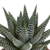 Gasteria/Haworthia-Mischung, 3x 8,5cm, ohne Topf Bild 3
