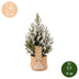 Picea glauca Conica - Zuckerhutfichte - Grün - Weiß - Weihnachtsbaum - inkl. Jutesack - Ø17cm - ↕65cm Bild 5