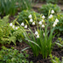 40x Leucojum Aestivum (Sommer-Knotenblume) Zwiebeln Größe 8/9 Bild 2