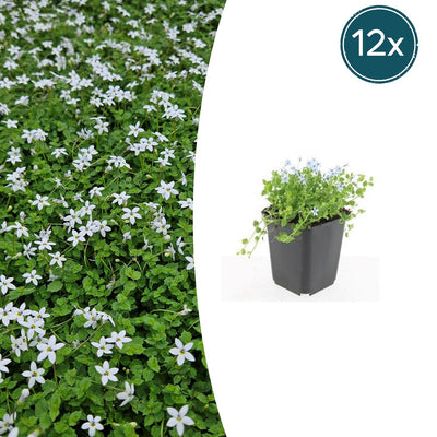 12x Isotoma fluviatilis 'Alba' Bodendecker (10-25cm)