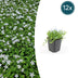 12x Isotoma fluviatilis 'Alba' Bodendecker (10-25cm) Bild 1