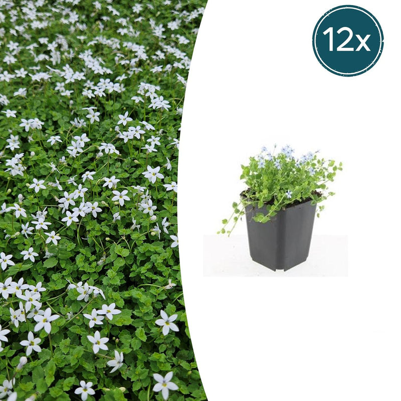 12x Isotoma fluviatilis 'Alba' Bodendecker (10-25cm)
