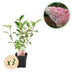 GreenboutiQ - Rispenhortensie - Hydrangea panniculata Vanille Fraise - Blüte Weiß Rosa - 3 Pflanzen 1 m² - Laubabwerfend - Große Blüten - Topf 17cm Höhe 50cm Bild 1