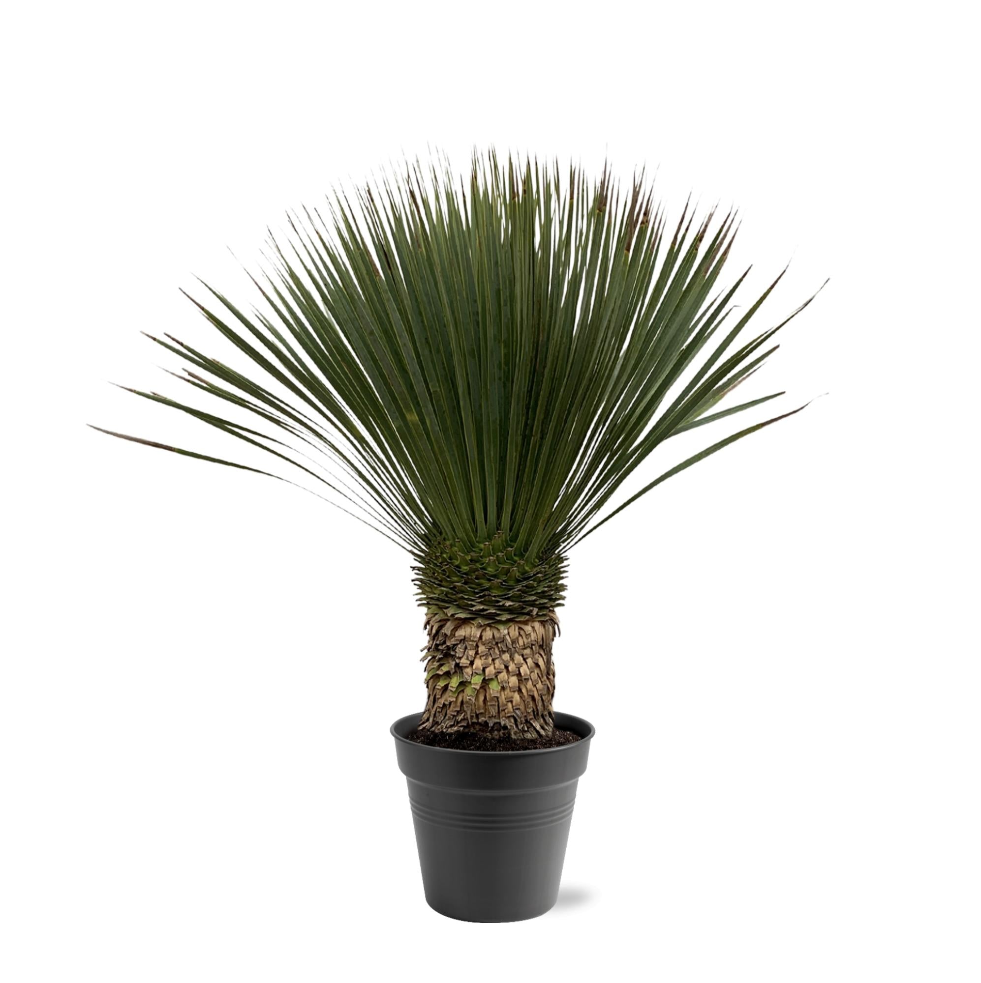 Dracaena surculosa