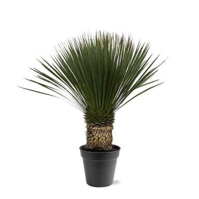 Yucca Rostrata (80-100cm) - Exotische Eleganz für Ihr Zuhause